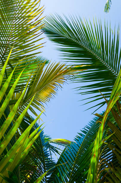 istock Palm branches and leaves against blu sky 1177451033