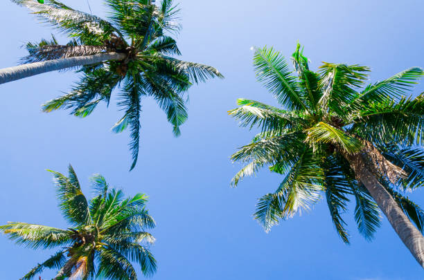 istock Palm branches and leaves against blu sky 1177451064
