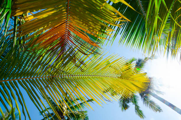 istock Palm branches and leaves against blu sky 1177451369