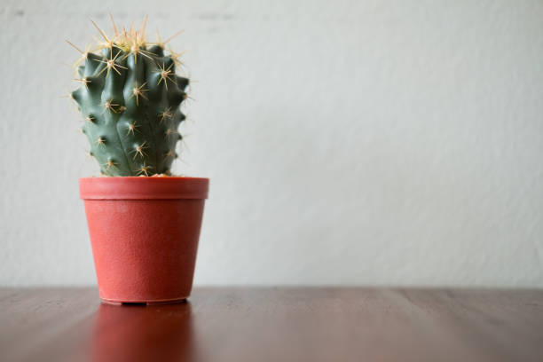 istock Green cactus plant empty space, Cute mini cactus in pot on table 1177451496