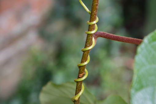 Tree Tendrils A Tendril Growing Up A Plant Stem Stock Photo - Download Image Now ...