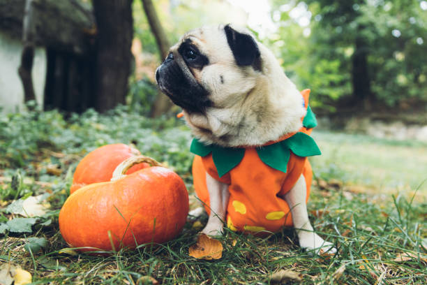 A little cute pumpkin dog wish you a Happy Halloween! Small cute beautiful fluffy pug in a pumpkin costume walking in the scary forest near abandoned house and two pumpkins and celebrating Halloween new britain island stock pictures, royalty-free photos & images