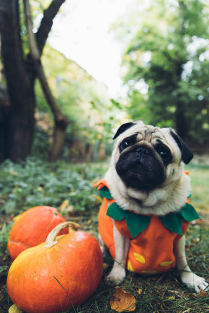 A little cute pumpkin dog wish you a Happy Halloween!