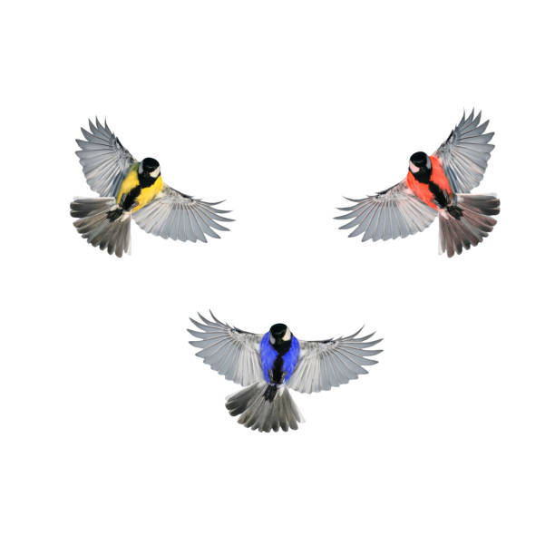 istock three birds multi-colored Tits with large wings fly on white isolated background 1177454340