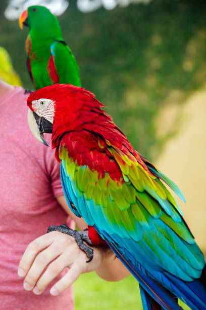 istock Red and green macaw on a hand 1177454608