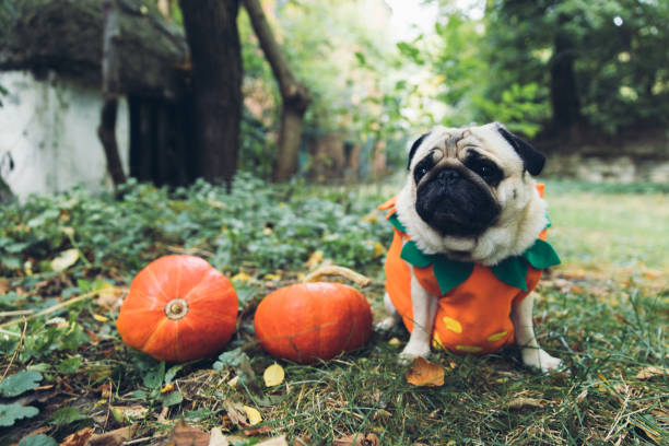 A little cute pumpkin dog wish you a Happy Halloween! Small cute beautiful fluffy pug in a pumpkin costume walking in the scary forest near abandoned house and two pumpkins and celebrating Halloween new britain island stock pictures, royalty-free photos & images