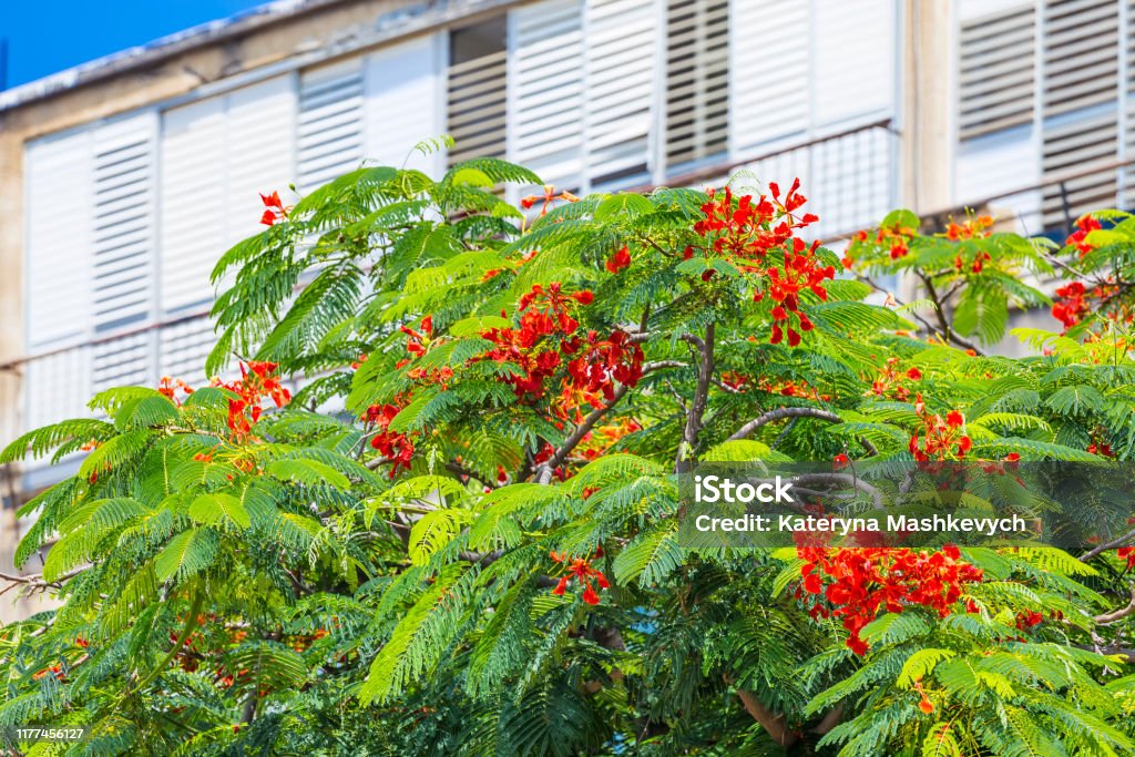 Hermoso Árbol Tropical Con Flores Rojas Royal Poinciana O Delonix Regia O Árbol De Llamas En Netanya Israel Foto de stock y más banco de imágenes de Botánica - iStock Hermoso Árbol Tropical Con Flores Rojas Royal Poinciana O Delonix Regia O Árbol De Llamas En Netanya Israel Foto de stock y más banco de imágenes de Botánica - iStock
