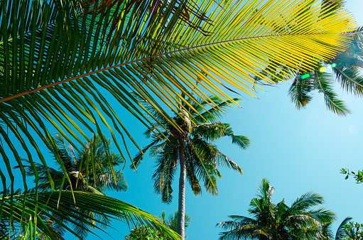 Background with tropical plants, trees and palms against blu sky