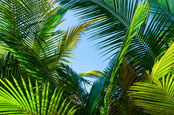 istock Palm branches and leaves against blu sky 1177456770