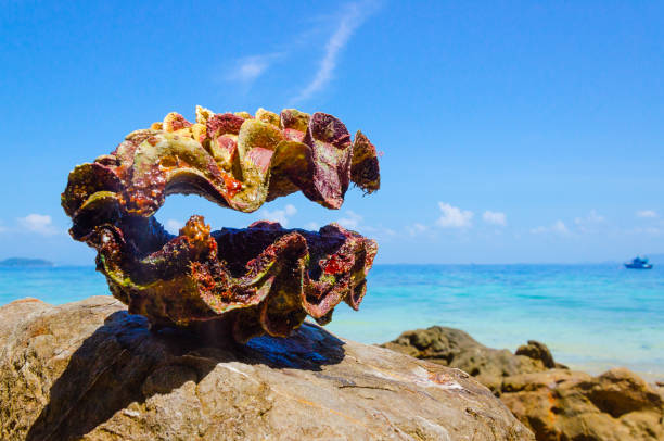 giant clam