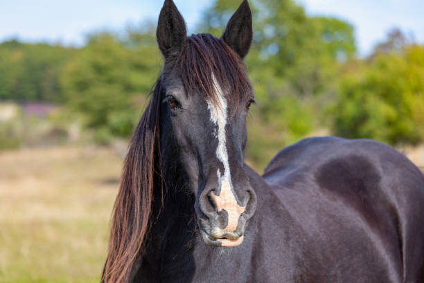 istock beautiful horse head portrait on the paddock 1177456932