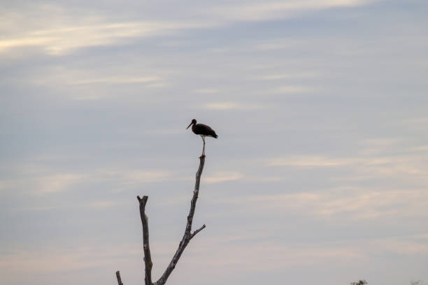 istock Silhouette of large bird on a branch 1177457003