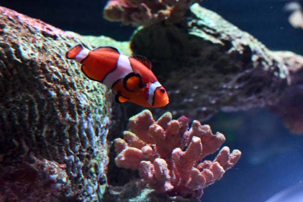 istock clowfish and the sea anemone 1177457047