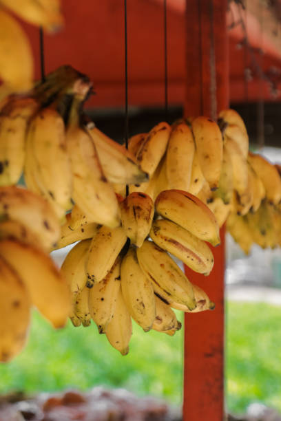 istock bananas hanging at market stall 1177457182
