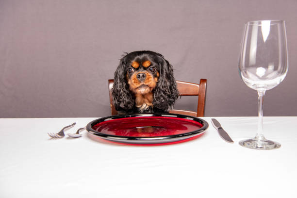 Funny dog sitting at a table. Hangry human expression. stock photo