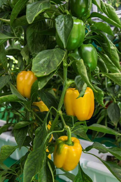 pimenta de sino orgânica - pepper bell pepper growth ripe - fotografias e filmes do acervo