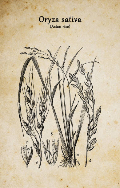 botanische pflanzen antike gravur illustration: oryza sativa (asiatischer reis) - coarse rice stock-grafiken, -clipart, -cartoons und -symbole