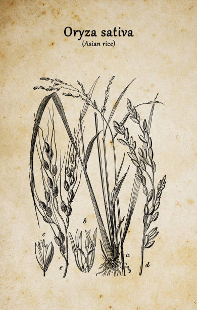 Botany plants antique engraving illustration: Oryza sativa (Asian rice)