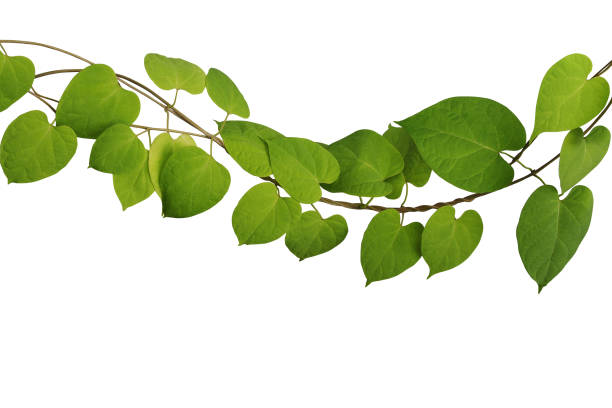 plante d'escalade de vigne tordue de vigne avec les feuilles jaunes vertes en forme de coeur d'isolement sur le fond blanc avec le chemin de coupure, liane de cowslip (telosma cordata) la plante médicinale tropicale de base de forêt. - hanging from the vine photos et images de collection