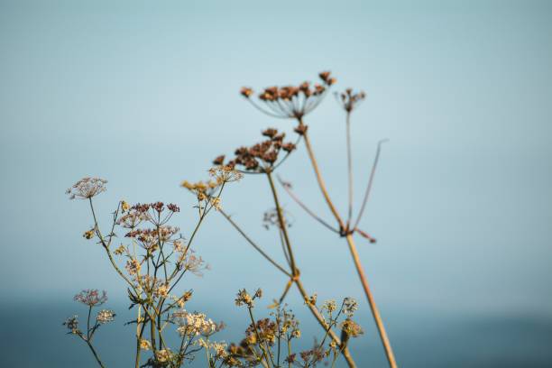 istock The vegetation on the mountain Snejka 1177465719