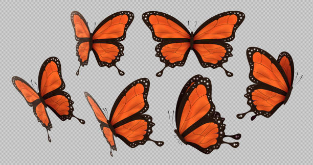 ilustraciones, imágenes clip art, dibujos animados e iconos de stock de mariposa monarca naranja establecer fondo aislado - butterfly monarch butterfly isolated flying