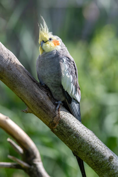 istock Beautiful Cockatiel Perched in a Tree 1177471904