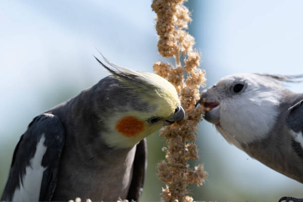 istock A Pair of Cockatiel's Feeding on Millet 1177471925