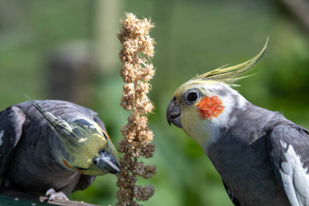 istock A Pair of Cockatiel's Feeding on Millet 1177471932