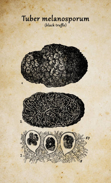 植物植物古董雕刻插圖：特伯黑色素（黑松露） - truffle tuber melanosporum mushroom 幅插畫檔、美工圖案、卡通及圖標