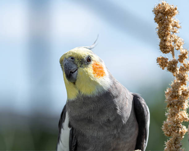 istock Beautiful Cockatiel Feeding on Millet 1177471957