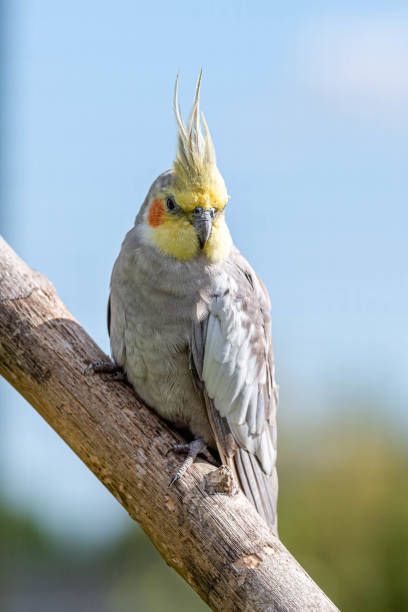 istock Beautiful Cockatiel Perched in a Tree 1177471975