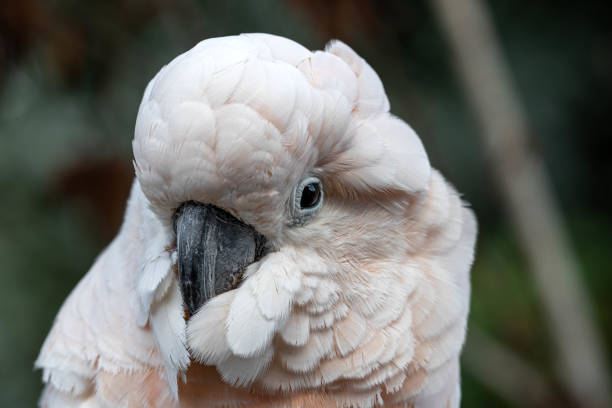 istock Head Portrait Salmon Crested cockatoo 1177472034