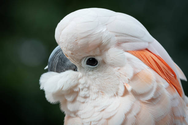 istock Head Portrait Salmon Crested cockatoo 1177472746