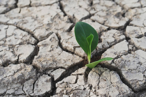 istock Tree growing on cracked ground. Crack dried soil in drought, Affected of global warming made climate change. Water shortage and drought concept 1177472766
