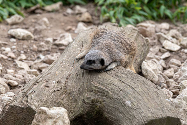 istock Young Meerkat Resting on a Log 1177472786