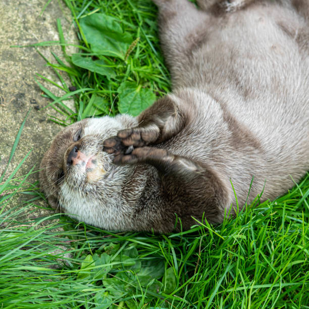 istock Young Otter Juggling with a Pebble 1177472789