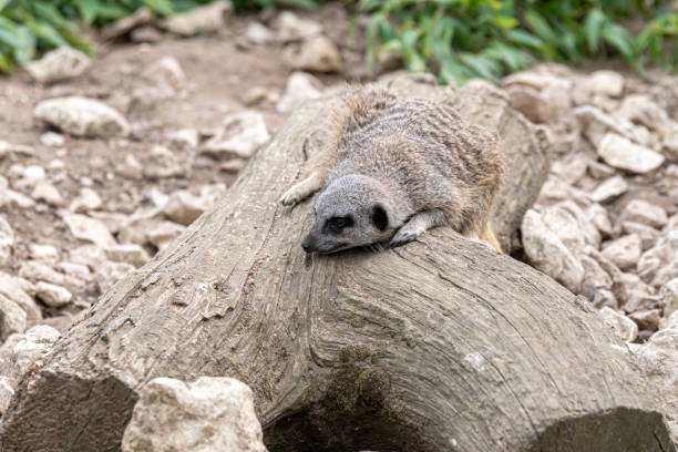 istock Young Meerkat Resting on a Log 1177472825