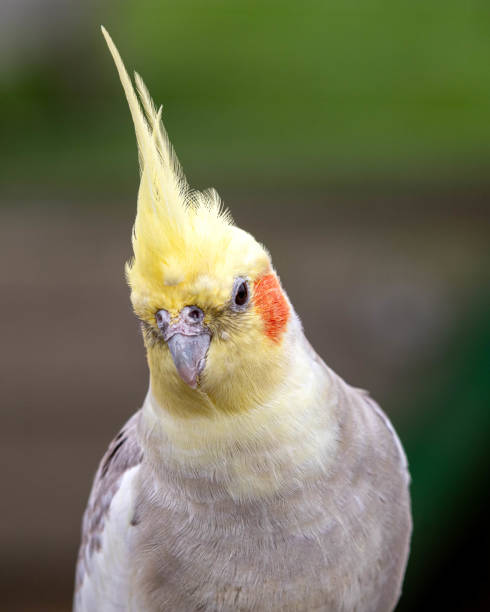 istock Beautiful Cockatiel Perched in a Tree 1177472897