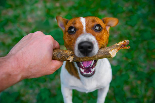 istock Jack Russell Terrier is playing with a stick on the grass. 1177473115