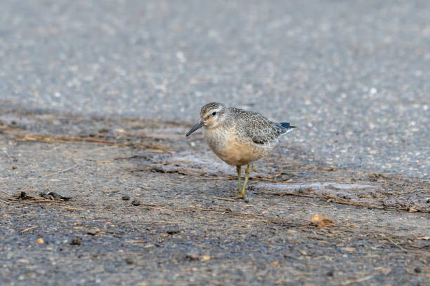 istock knot Bird feeding on The Ground 1177473184