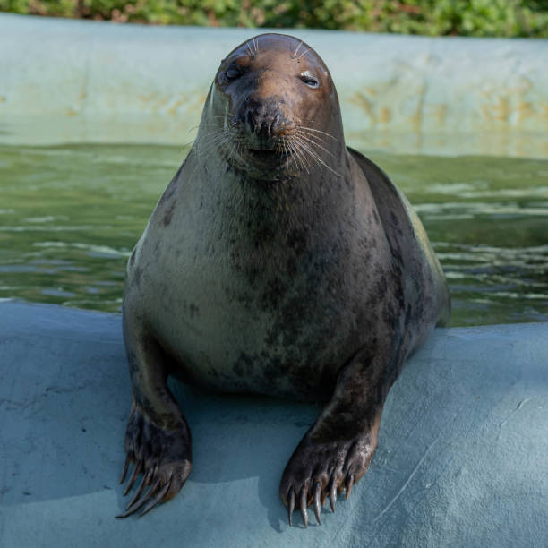 istock Tame Seal Waiting for it's Food 1177473225