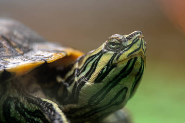 istock Close up of a Cumberland Slider Turtle 1177473232