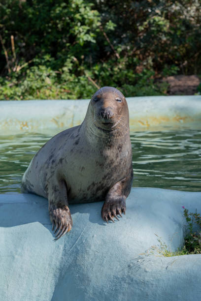 istock Tame Seal Waiting for it's Food 1177473243