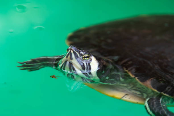 istock Cumberland Slider Turtle in Water 1177473274