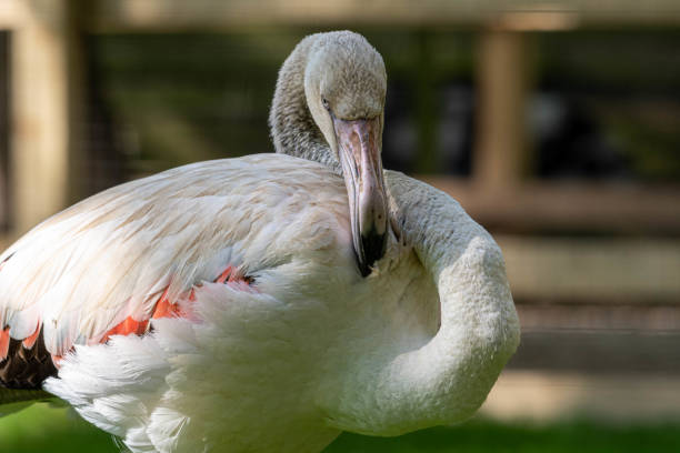 istock Close Up Pale Greater Flamingo 1177473428