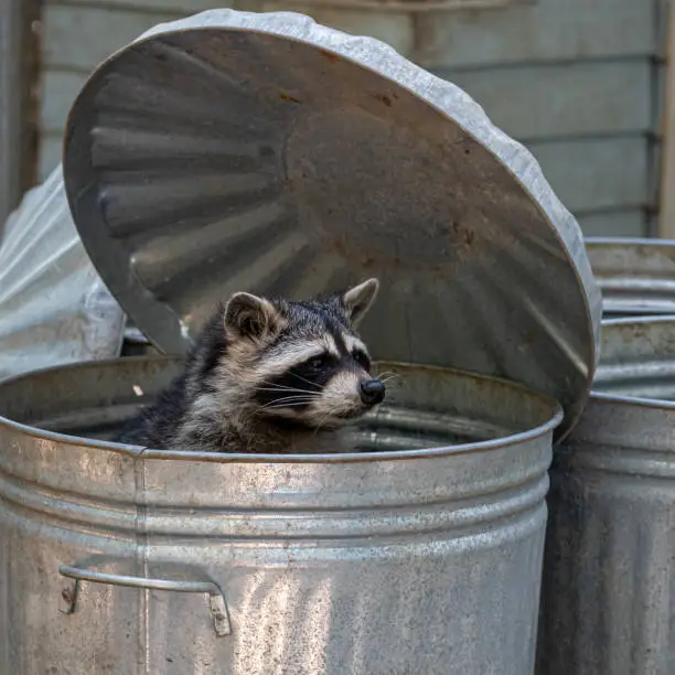 Photo of Raccoon Looking out of a Trashcan