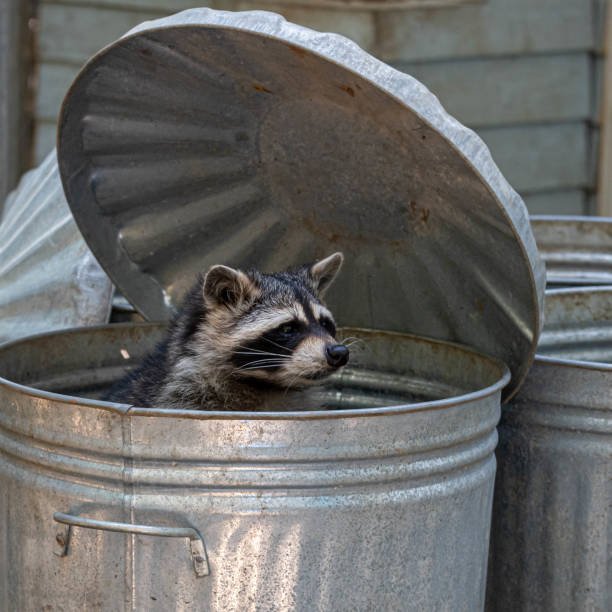 енот глядя из trashcan - raccoon стоковые фото и изображения