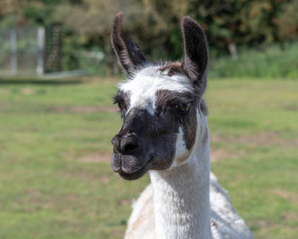 istock Close Head Shot of a Llama 1177474006