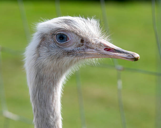 istock Close Head Shot Portrait Rhea 1177474036
