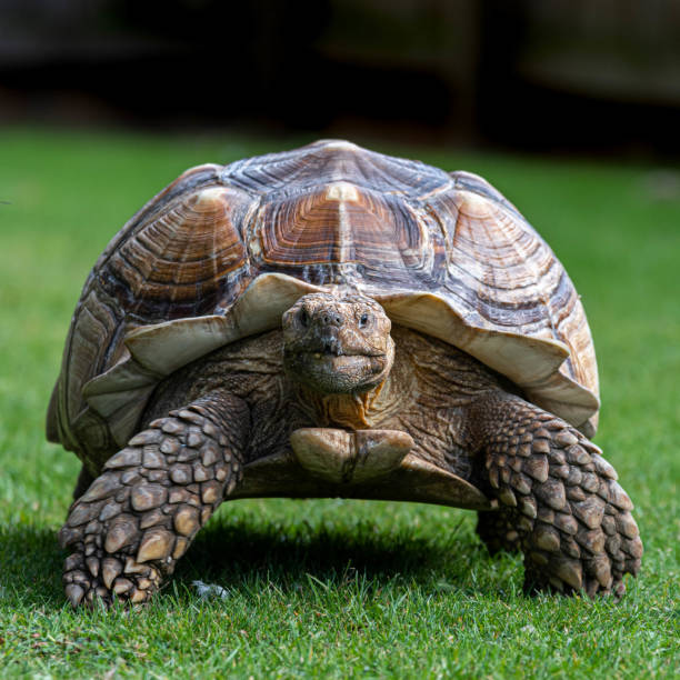 sulcata tortoise camminare sull'erba - desert tortoise foto e immagini stock